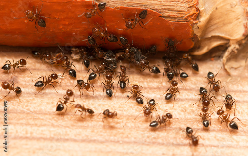 Ants on a wooden background