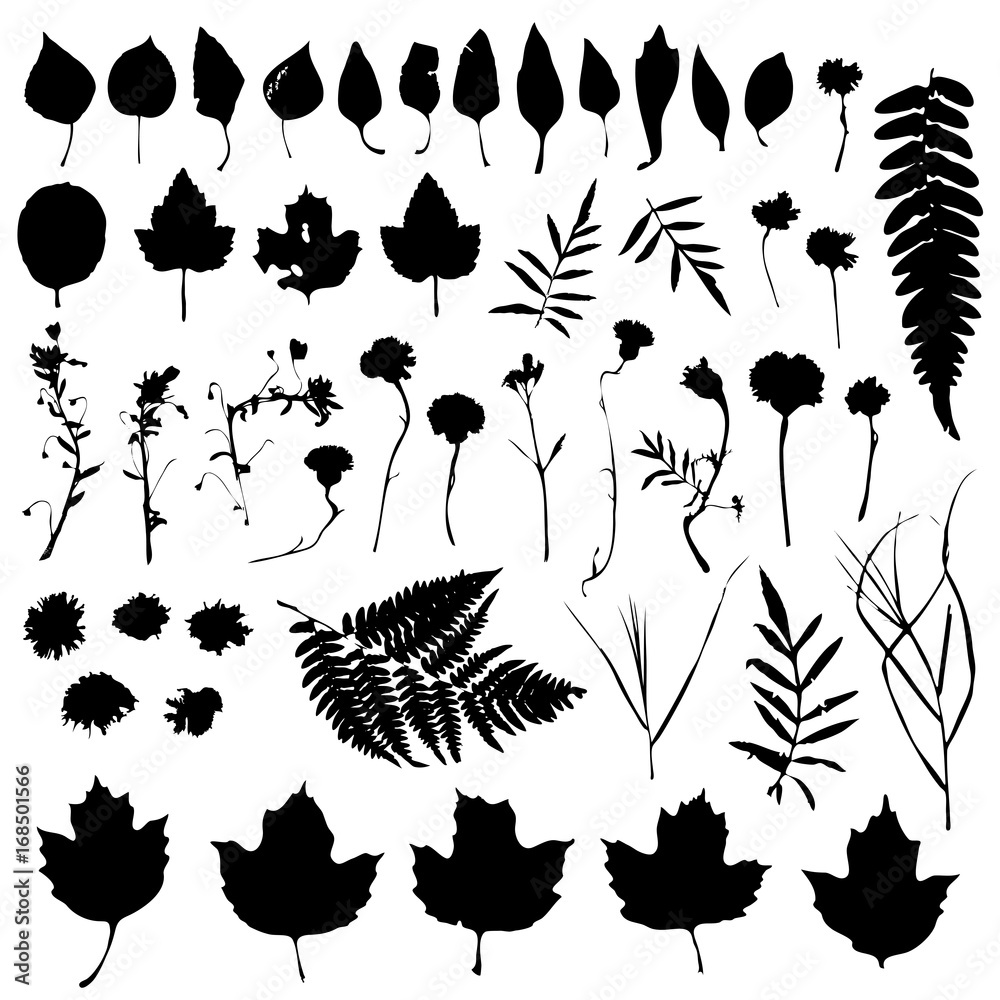 Big natural design elements floral set. Graphic collection with leaves ...