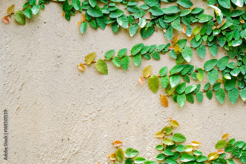 Ivy leaves the island on a brick wall background. © subinpumsom