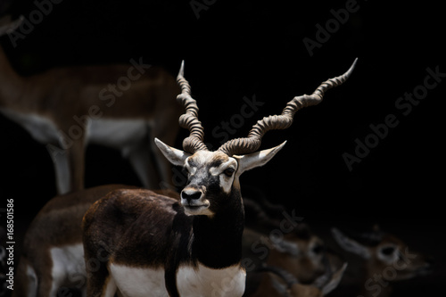 animal