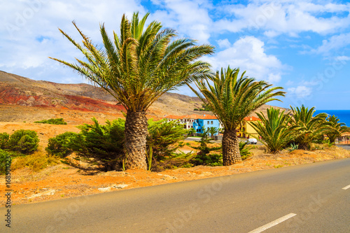 Road with palm trees leading to village on ocean coast, Madeira island, Portugal