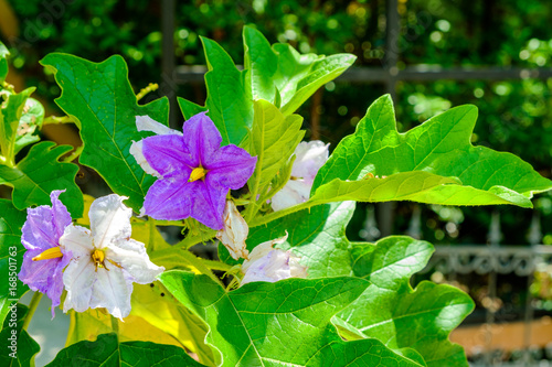 Wallpaper Mural Nice purple wild eggplant flowers blooming in nature Torontodigital.ca
