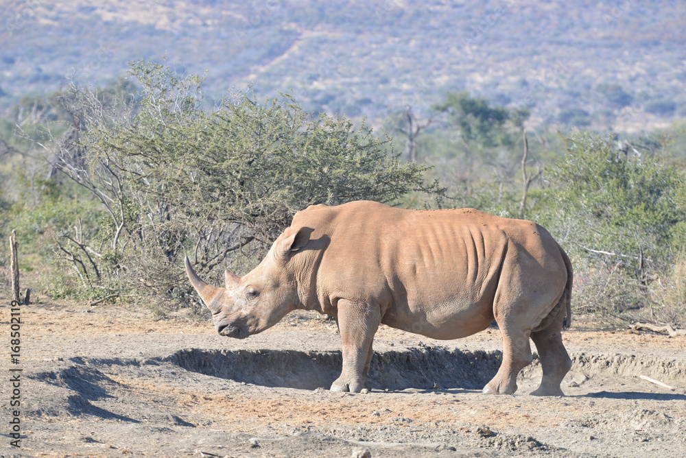 Fototapeta premium Breitmaul oder auch weisses Nashorn