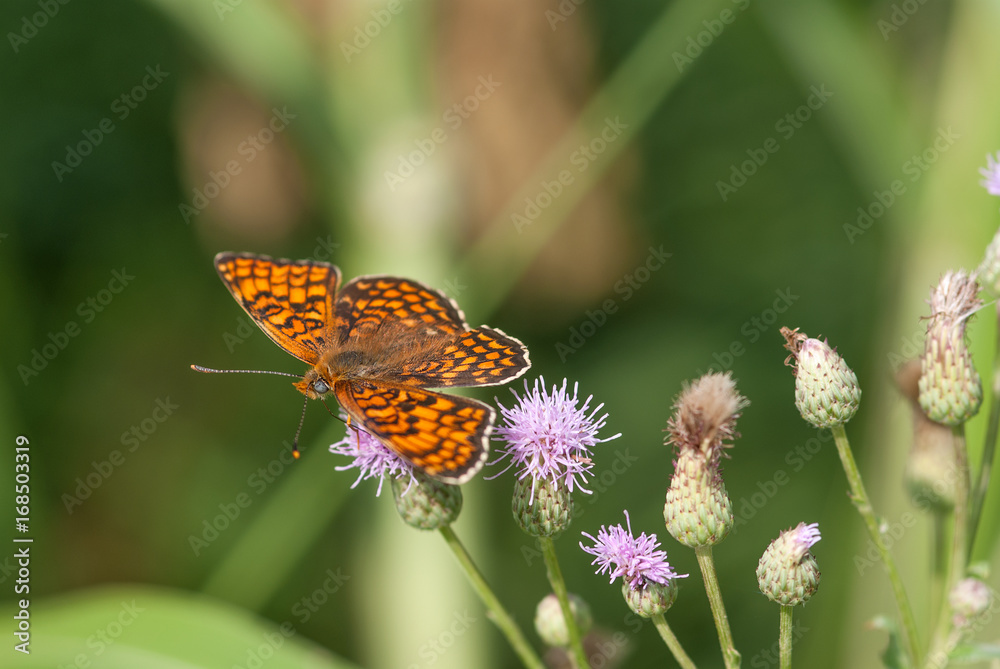 Farfalla su un fiore