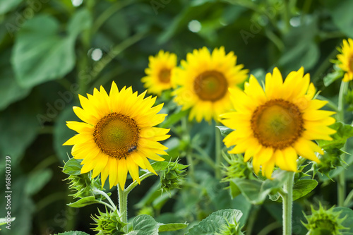 sunflowers at the field in summer