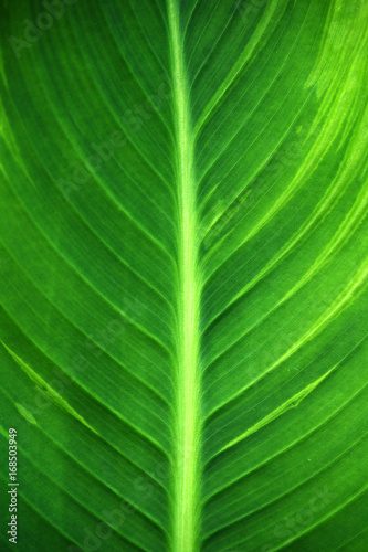 Texture of a large green leaf of a plant