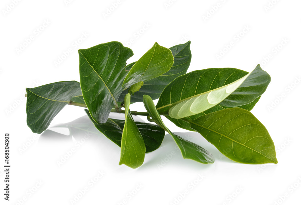 Jackfruit leaves isolated on white background Jackfruit leaves isolated on white background