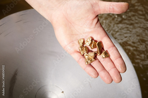 Detail of hand with golden nuggets found by today prospector in sand of creek