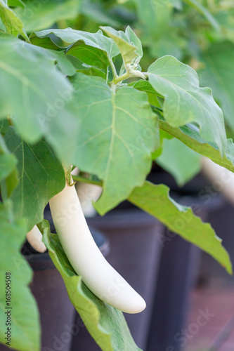 White long eggplants growing in pots in Yurim park, Daejeon, South Korea photo