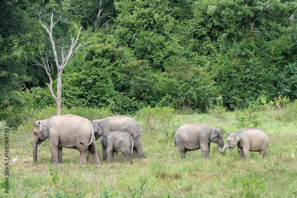 Obraz premium Wildlife of family Asian Elephant walking and looking grass for food in forest. Kui Buri National Park. Thailand.