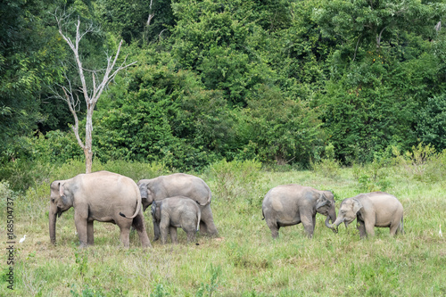 Wildlife of family Asian Elephant walking and looking grass for food in forest. Kui Buri National Park. Thailand.