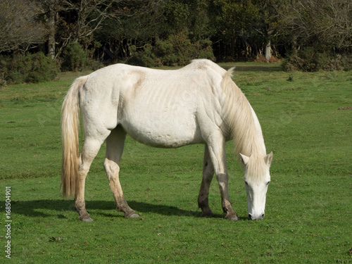 White new forest pony