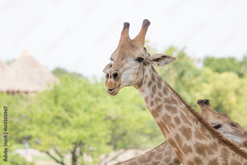 Fototapeta premium animal