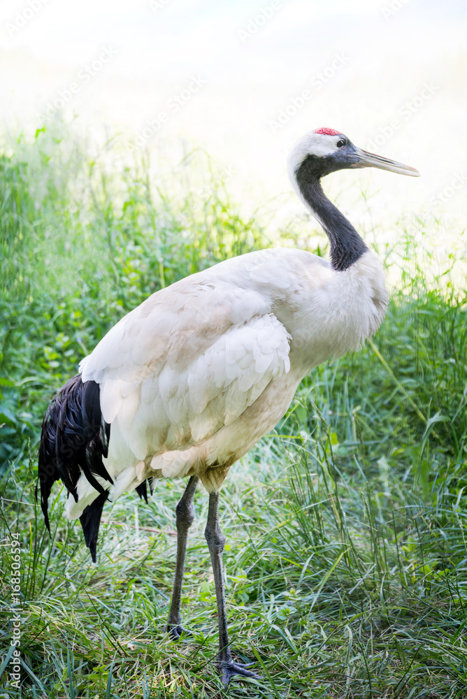 Naklejka premium White stork