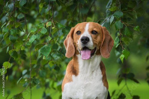 Portrait of beagle dog sitting under a tree