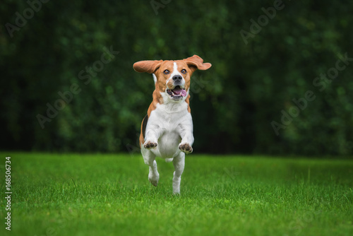Happy beagle dog playing in summer