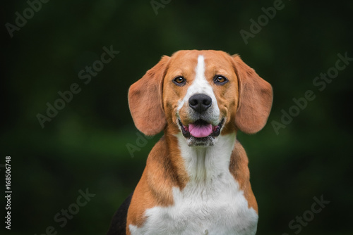 Portrait of beagle dog © Rita Kochmarjova
