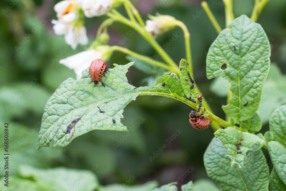 Colorado beetle eats potato leaves young. Pests destroy a crop in field. Parasites in wildlife and agriculture. Colorado beetle eats potato leaves young. Pests destroy a crop in field. Parasites in wildlife and agriculture.