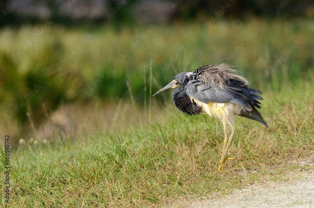 Obraz premium Fluffy Tri color Heron 