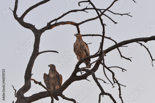 Tawny Eagle