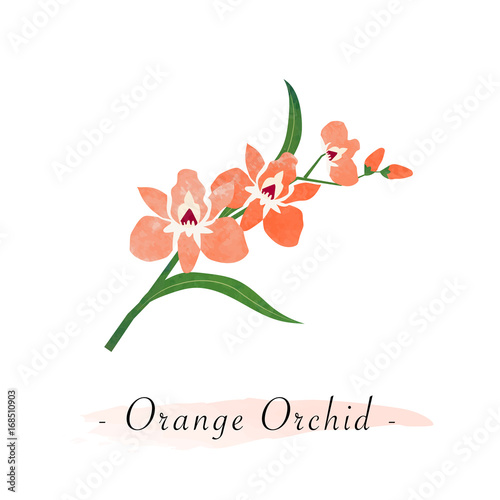 Colorful watercolor texture vector botanic garden flower orange orchid