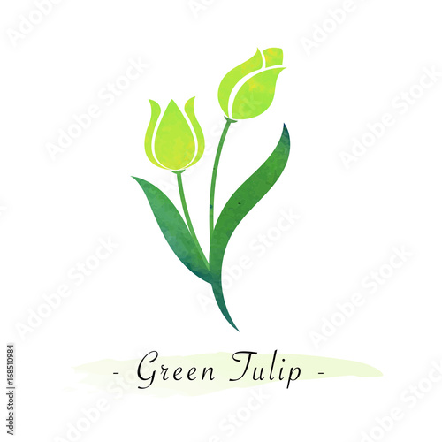 Colorful watercolor texture vector botanic garden flower green tulip