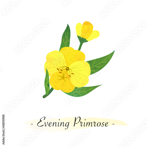 Slika na platnu Colorful watercolor texture vector botanic garden flower yellow evening primrose