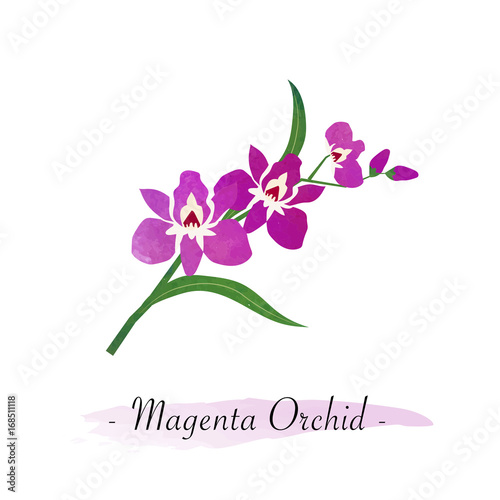 Colorful watercolor texture vector botanic garden flower magenta orchid