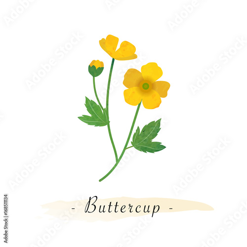 Colorful watercolor texture vector botanic garden flower buttercup