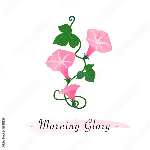 Colorful watercolor texture vector botanic garden flower pink morning glory
