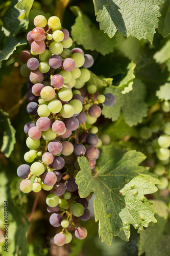 Wallpaper Mural Large bunches of black grapes ripen against a background of greenery Torontodigital.ca