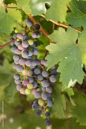 Wallpaper Mural Large bunches of black grapes ripen against a background of greenery Torontodigital.ca