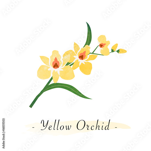 Colorful watercolor texture vector botanic garden flower yellow orchid