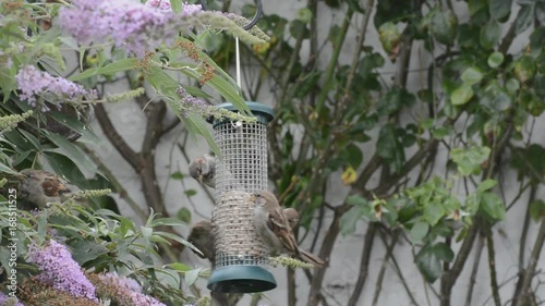 greedy common house sparrows, Passer domesticus, squabbling over a place at the bird feeder. Depleting numbers in the UK.