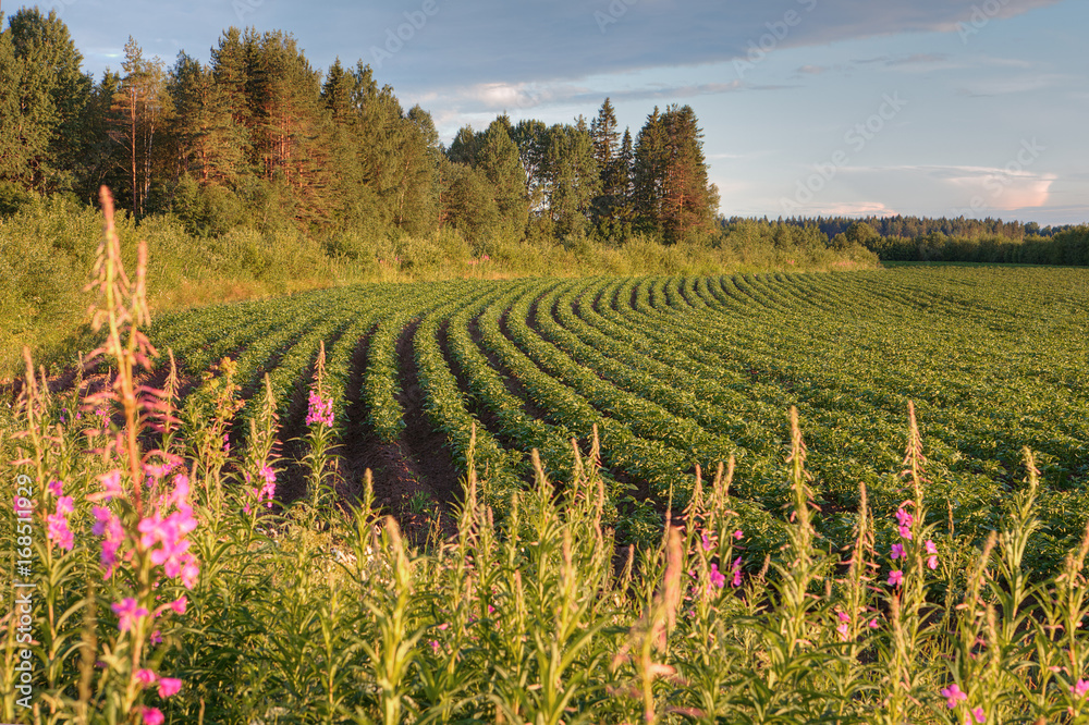 Potato plantation in farm of north Russia before sunset.
