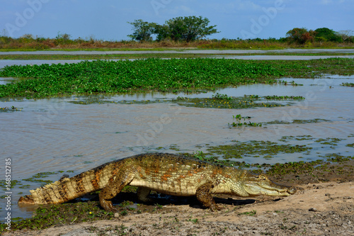 Colombia Llanos caiman