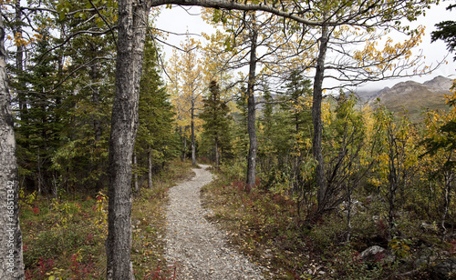 View of footpath passing through forest