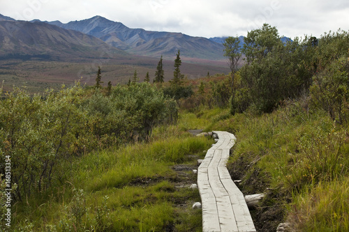 View of boardwalk passing through meadow in forest
