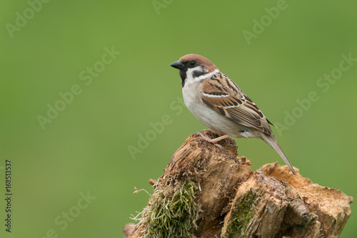 Obraz na płótnie Eurasian tree sparrow, Passer montanus