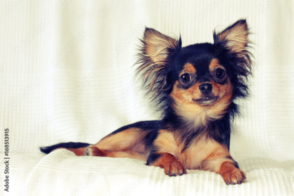 Portrait of cheerful chihuahua puppy lying on bed