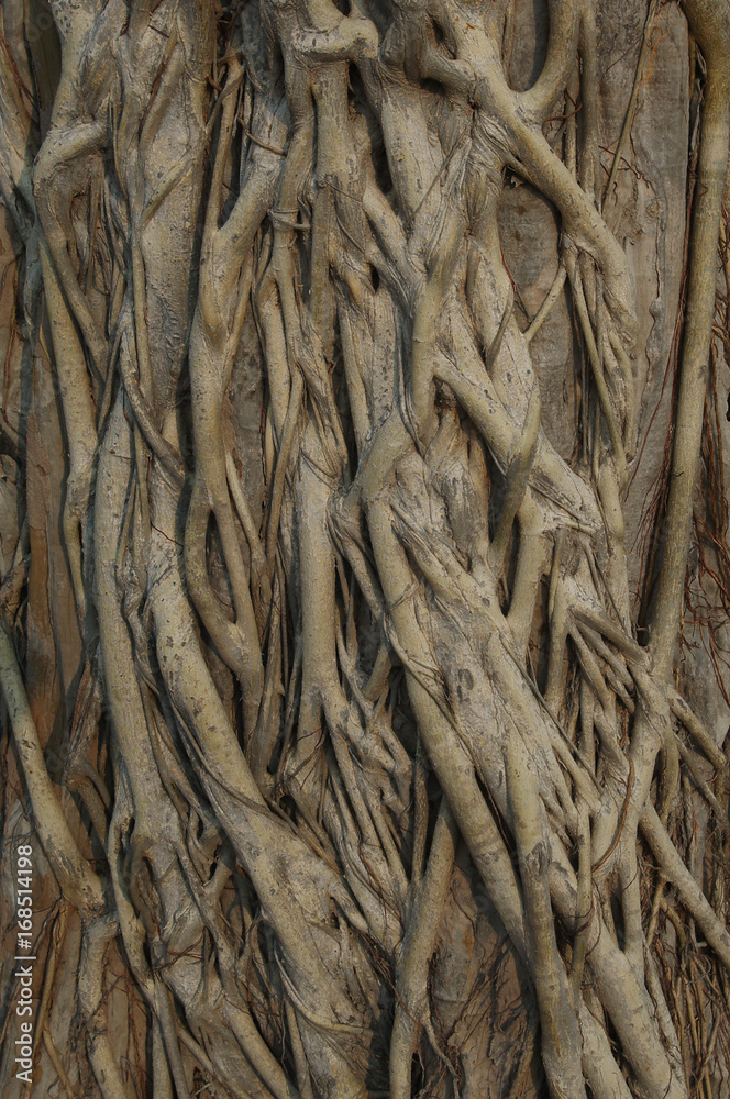 Close up of the aerial roots of a banyan tree Close up of the aerial roots of a banyan tree
