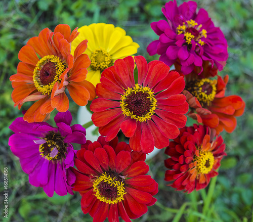 bright bouquet of multi colored zinnia flowers