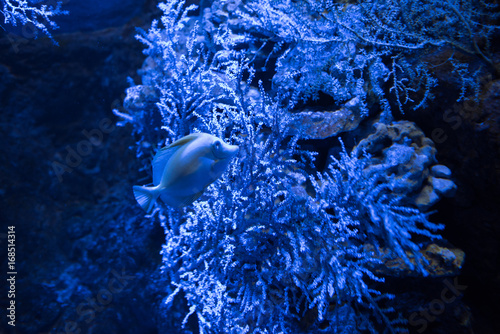 tropical fish with coral reef