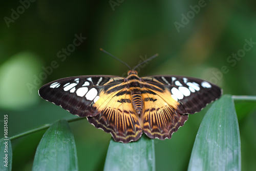 Exotischer Schmetterling mit einem schönen Muster.