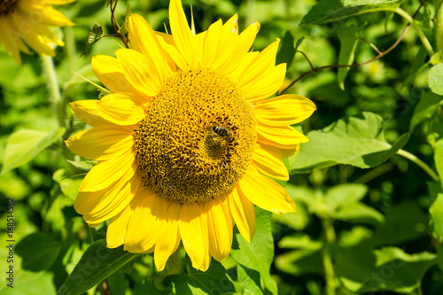 bee sitting in the middle of a sunflower
