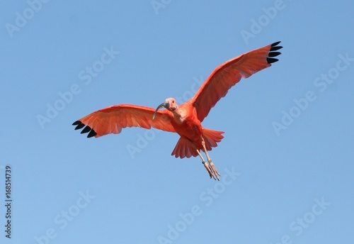 Caribbean Scarlet Ibis (Eudocimus ruber) in flight overhead.