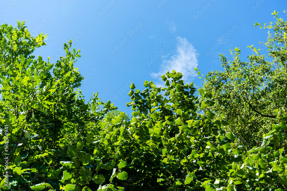 trees with blue sky and small cloud