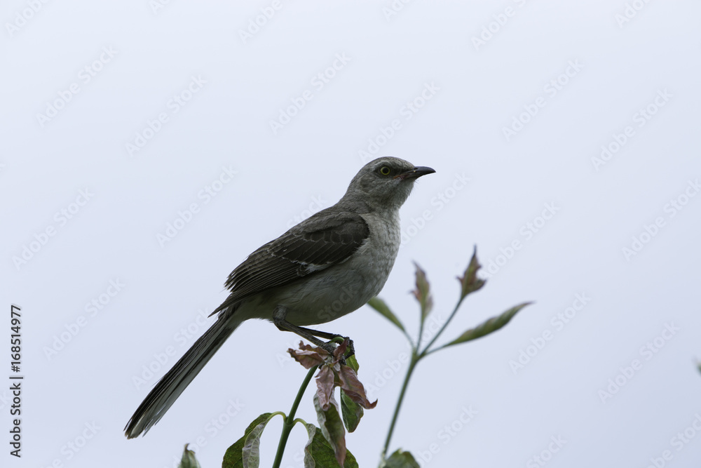 Kingbird Collecting insects and wildberries Kingbird Collecting insects and wildberries