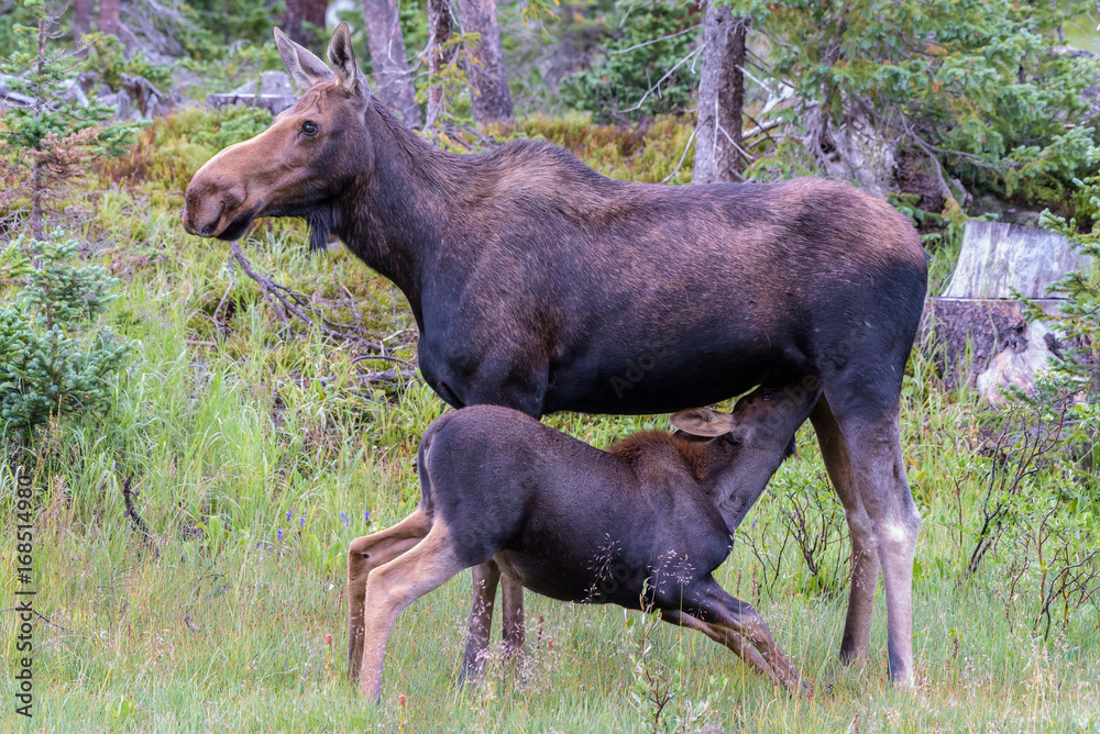 Fototapeta premium Nursing Calf Moose - Shiras Moose of The Colorado Rocky Mountains
