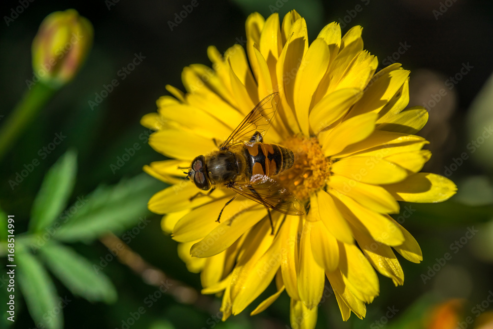 Biene auf gelber Blüte beim Nektar sammeln Biene auf gelber Blüte beim Nektar sammeln